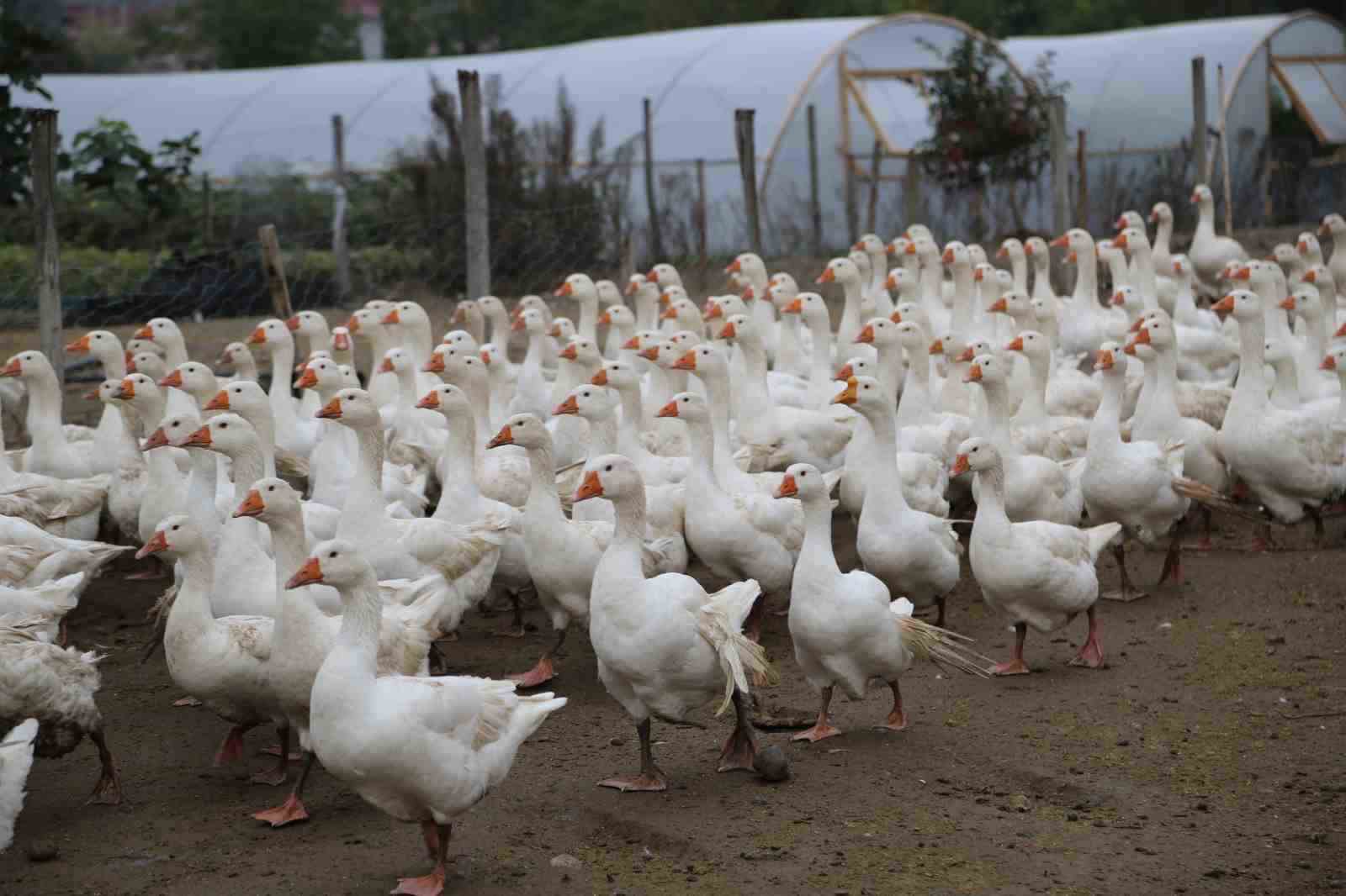 KIRSALDA FABRİKA GİBİ PROJE